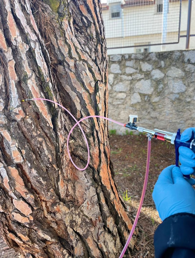 Técnico con guantes inyectando tratamiento de endoterapia en el tronco de un pino