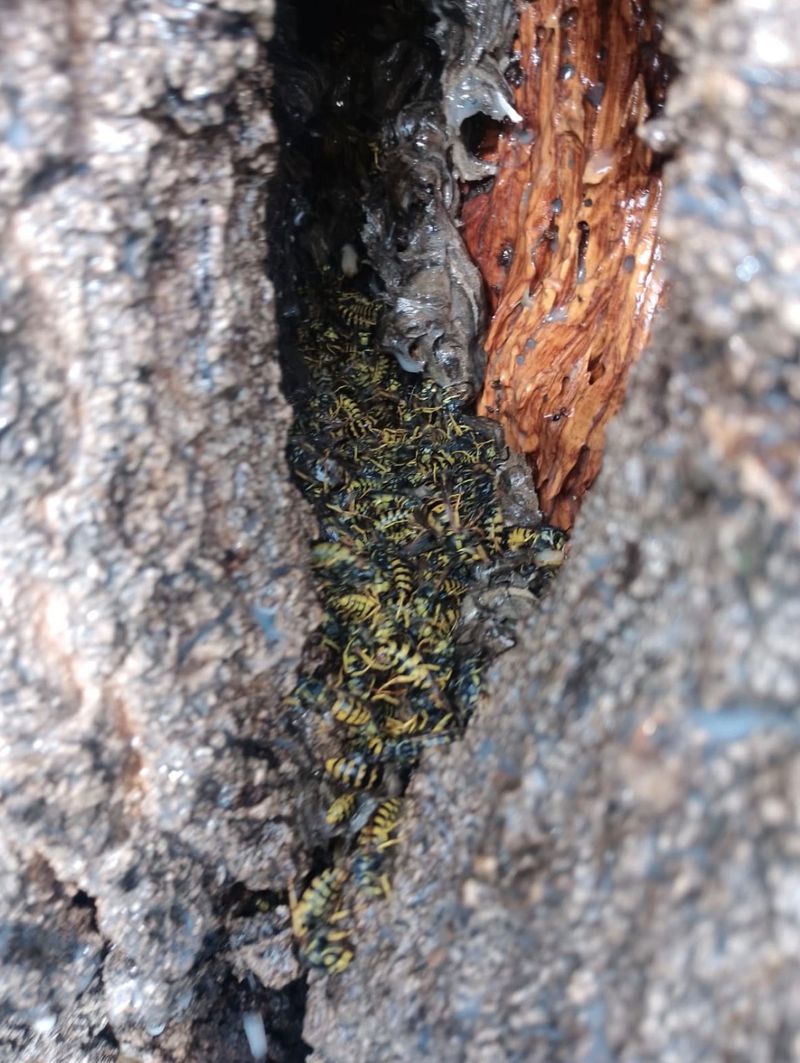 Colonia de avispas eliminada dentro del hueco del tronco de un árbol